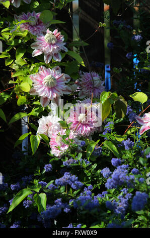 JOSEPHINE CLEMATIS FLEURS ET ARBUSTES CEANOTHUS DARK STAR SCARBOROUGH NORTH YORKSHIRE ANGLETERRE 01 Juin 2014 Banque D'Images