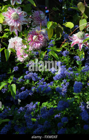 JOSEPHINE CLEMATIS FLEURS ET ARBUSTES CEANOTHUS DARK STAR SCARBOROUGH NORTH YORKSHIRE ANGLETERRE 01 Juin 2014 Banque D'Images