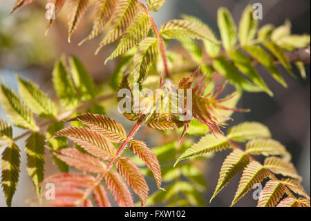 Rouge Vert macro d'arbre de germination de Sorbus sorbifolia petits jeunes feuilles caduques, plante poussant dans la Pologne, l'Europe, le feuillage des arbres Banque D'Images