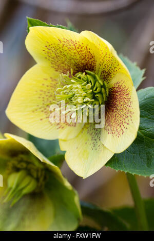 Rouge fleur d'or de l'ANAH, l'hellébore hybride Helleborus x hybridus Banque D'Images