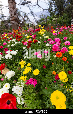 La plantation massive de la guerre buttercup, Ranunculus asiaticus 'Aviv Series' dans le biome méditerranéen de l''Eden Project Banque D'Images