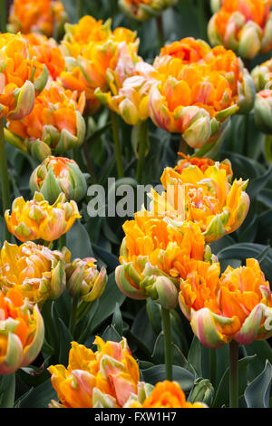 Riche vert, orange et rouge fleurs de la fin lit tulip, Tulipa 'Princess' Orange Banque D'Images