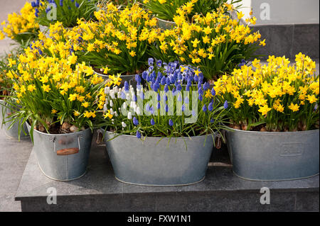 Jonquille et muscaris fleurs décoration ville, jaune et bleu de la floraison des plantes qui poussent dans des seaux de fleurs en métal à l'extérieur. Banque D'Images