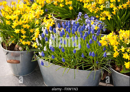 Jonquille et muscaris fleurs décoration ville, jaune et bleu de la floraison des plantes qui poussent dans des seaux de fleur de métal Banque D'Images