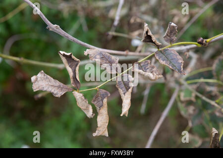 Frêne Fraxinus excelsior ; laisse mourir ; Yorkshire UK Banque D'Images