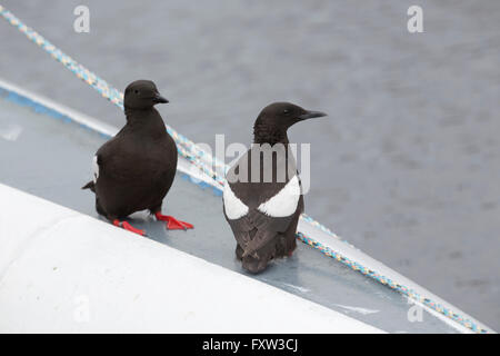 Le Guillemot à miroir (Cepphus grylle) ; deux sur le bateau à l'île de Man, UK Banque D'Images