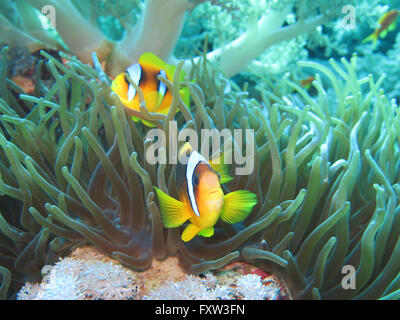 Rotmeer-Anemonenfische (Amphiprion bicinctus) Anemone, Brother Islands, Rotes Meer, Aegypten Banque D'Images