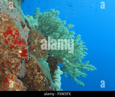 Brokkoli-Koralle, Brother Islands, Rotes Meer, Aegypten Banque D'Images