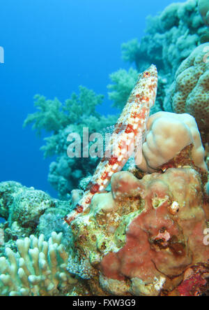 Eidechsenfisch (Synodus variegatus), Korallen, Brother Islands, Rotes Meer, Aegypten Banque D'Images