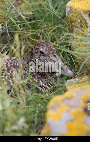 ; D'Eider (Somateria mollissima seule femelle sur son nid ; Northumberland Royaume-uni Banque D'Images