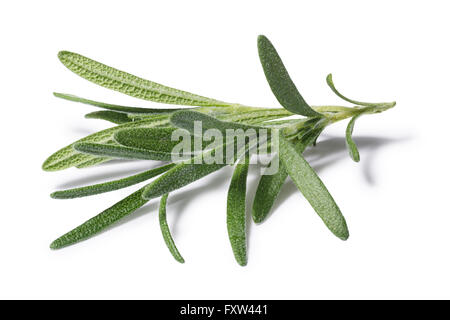 Fresh romarin (Rosmarinus officinalis). Les trajets de découpage sur les embranchements et d'ombre, DOF, infini, couleur naturelle très détaillés Banque D'Images