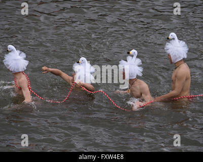 - Onbashira Kamisha Kawagoshi Suwa Taisha, les hommes tirer la corde de l'autre côté de la rivière. Festival Shinto de reconduction à Nagano. Banque D'Images