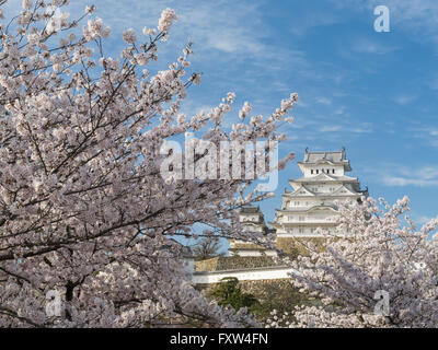 Château de Himeji et cherry blossom après les travaux terminés en 2015 . Himeji, préfecture de Hyogo au Japon. Banque D'Images