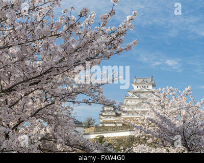 Château de Himeji et cherry blossom après les travaux terminés en 2015 . Himeji, préfecture de Hyogo au Japon. Banque D'Images