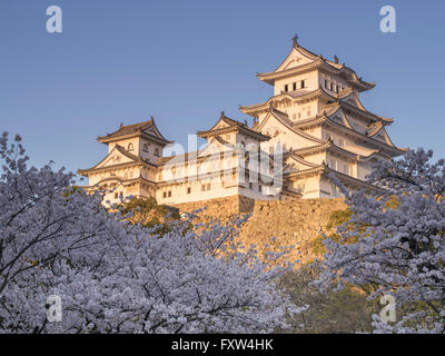 Château de Himeji et cherry blossom après les travaux terminés en 2015 . Himeji, préfecture de Hyogo au Japon. Banque D'Images