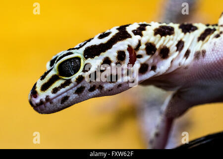 Close-up Portrait of a Leopard Gecko (Eublepharis macularius) - montrant le détail de la tête. Banque D'Images