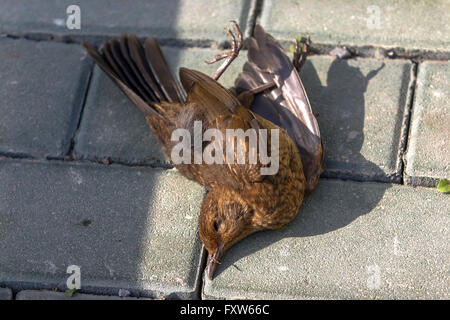 Femelle blackbird Dead Bird, Turdus merula couché sur la chaussée, ville blackbird Urban Bird Banque D'Images