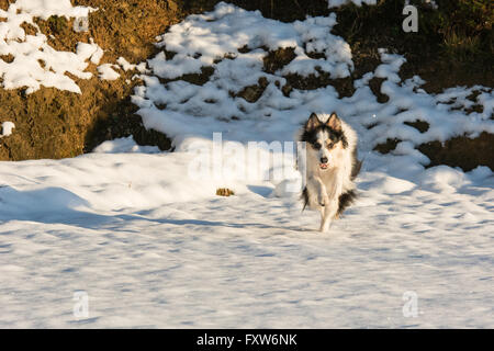 Chien qui court dans la neige Banque D'Images