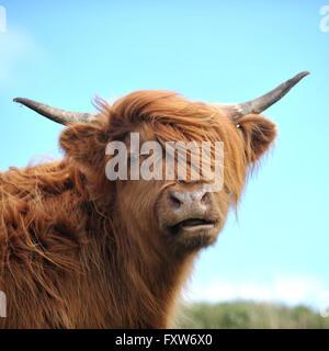 vache Highland Banque D'Images