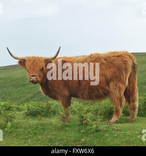 vache Highland Banque D'Images