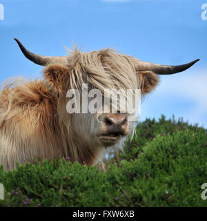 vache Highland Banque D'Images