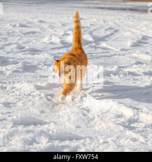 Big Red cat en promenade dans la neige avec la queue coller directement dans l'air Banque D'Images