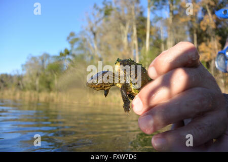 Bébé tortue serpentine dans la rivière Arc-en-ciel, en Floride. Banque D'Images