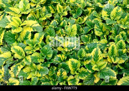 Diverses feuilles de mélisse melissa officinalis varegata Banque D'Images