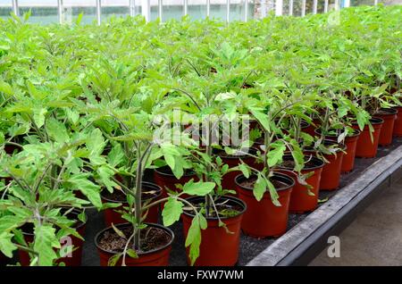 Variété mixte de plus en plus de plants de tomate dans des pots dans une serre Banque D'Images