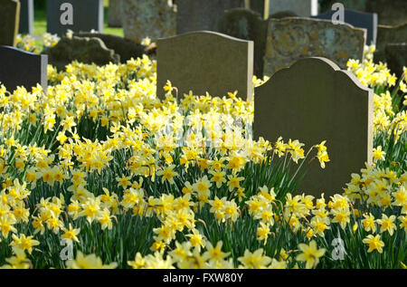 Jonquilles en cimetière, Holt, North Norfolk, Angleterre Banque D'Images