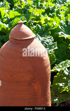 Terre cuite ancienne forceur de rhubarbe dans le jardin Banque D'Images