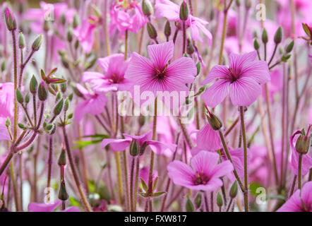 Fleurs rose géranium maderense Banque D'Images