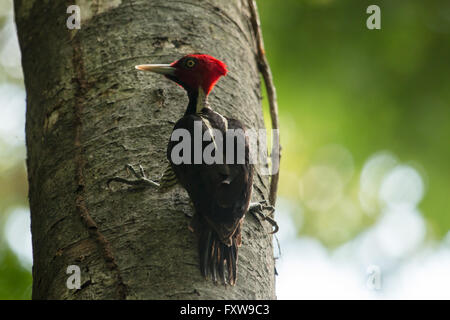 Pic à bec clair - Campephilus guatemalensis Banque D'Images