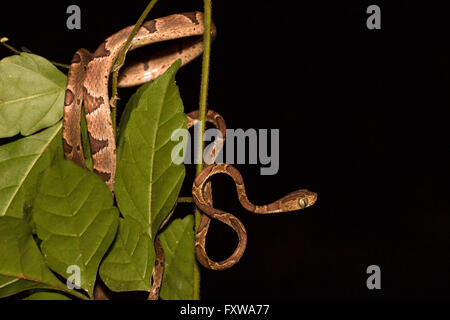 Imantodes cenchoa - Brown blunt-dirigé vine snake Banque D'Images