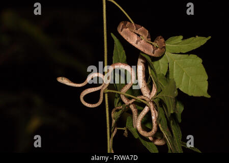 Imantodes cenchoa - Brown blunt-dirigé vine snake Banque D'Images