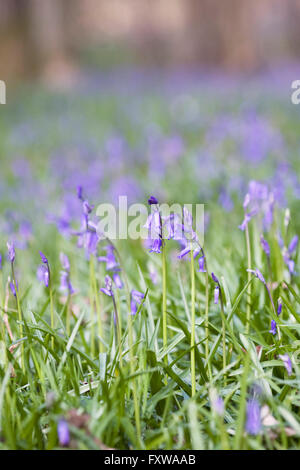 Hyacinthoides non scripta. Anglais bluebell flowers. Banque D'Images