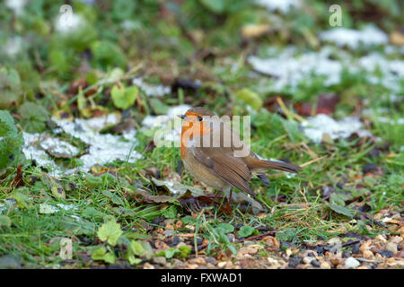 Erithacus rubecula aux abords de Frost Banque D'Images