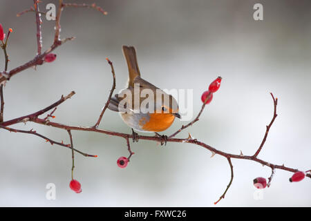 Erithacus rubecula aux abords perché sur l'églantier dans la neige Banque D'Images