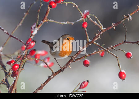 Erithacus rubecula aux abords perché sur l'églantier dans la neige Banque D'Images