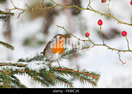 Erithacus rubecula aux abords perché sur l'églantier dans la neige Banque D'Images