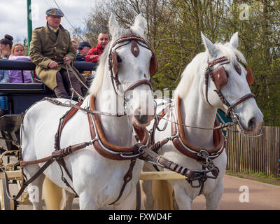 Beamish Open Air Museum, World War 1 chevaux en guerre semaine visiteurs équitation un chariot tiré par deux chevaux blancs Banque D'Images