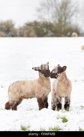 Avril 2016, les averses de neige sur les Cotswolds Paysage, Worcestershire, Angleterre, RU Banque D'Images