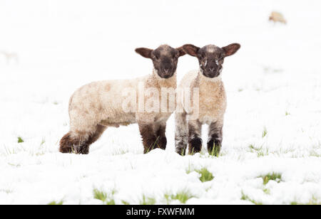 Avril 2016, les averses de neige sur les Cotswolds Paysage, Worcestershire, Angleterre, RU Banque D'Images