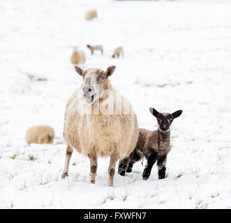 Avril 2016, les averses de neige sur les Cotswolds Paysage, Worcestershire, Angleterre, RU Banque D'Images