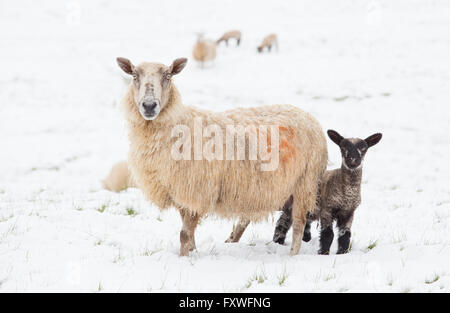 Avril 2016, les averses de neige sur les Cotswolds Paysage, Worcestershire, Angleterre, RU Banque D'Images