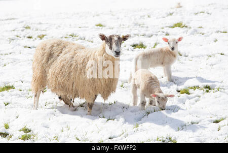 Avril 2016, les averses de neige sur les Cotswolds Paysage, Worcestershire, Angleterre, RU Banque D'Images