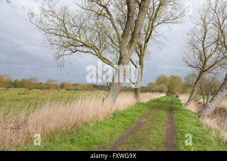 Piste sur le sentier du Marais Beccles Suffolk, Angleterre, RU Banque D'Images