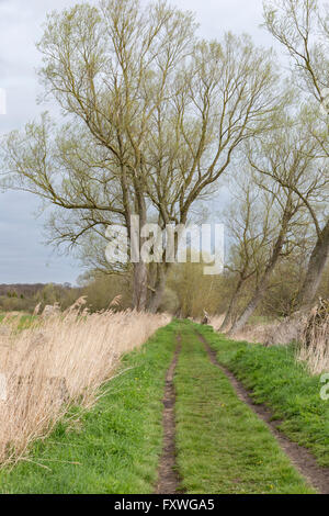 Piste sur le sentier du Marais Beccles Suffolk, Angleterre, RU Banque D'Images