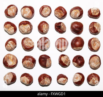Conkers sur fond blanc Banque D'Images