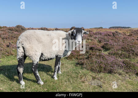 Moutons parmi les bruyères, Stanage Edge, Peak District National Park, Derbyshire England Banque D'Images